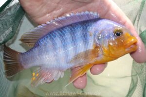 Petrotilapia sp. 'yellow chin' Mbenji Island